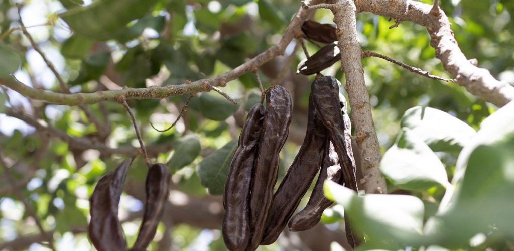 Carob Wiki 01 Carob Wiki 01